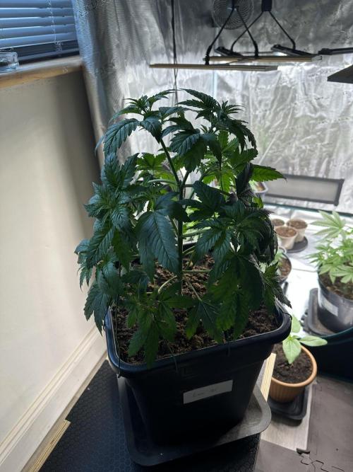 Lemon Tree 2026. Week 4 - Week 4 Veg - Day 36