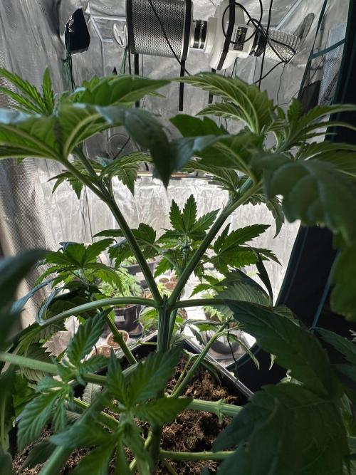 Lemon Tree 2026. Week 4 - Week 4 Veg - Day 36
Well recovered from the topping 