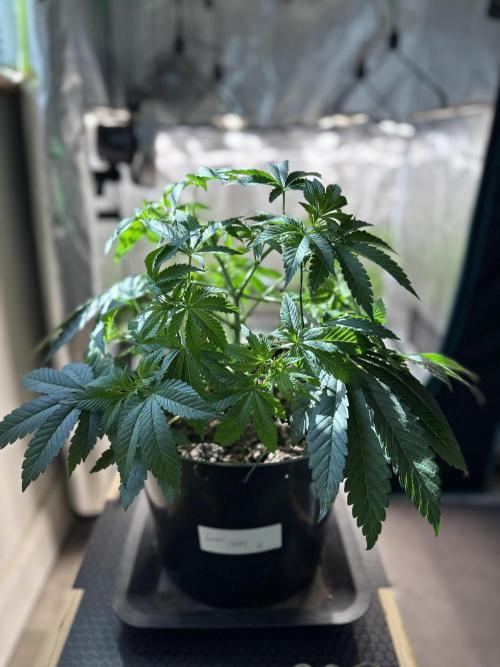 Lemon Cherry Pie 2026. Week 5 - Week 5 Veg - day 41