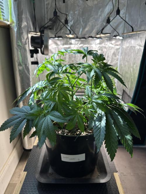 Lemon Cherry Pie 2026. Week 5 - Week 5 Veg - day 41