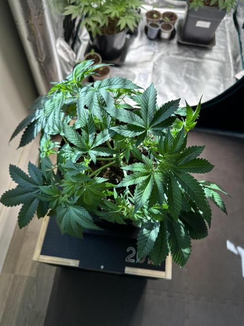 Lemon Cherry Pie 2026. Week 5 - Week 5 Veg - day 41