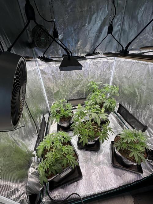 Lemon Cherry Pie 2026. Week 5 - Week 5 Veg - day 41
