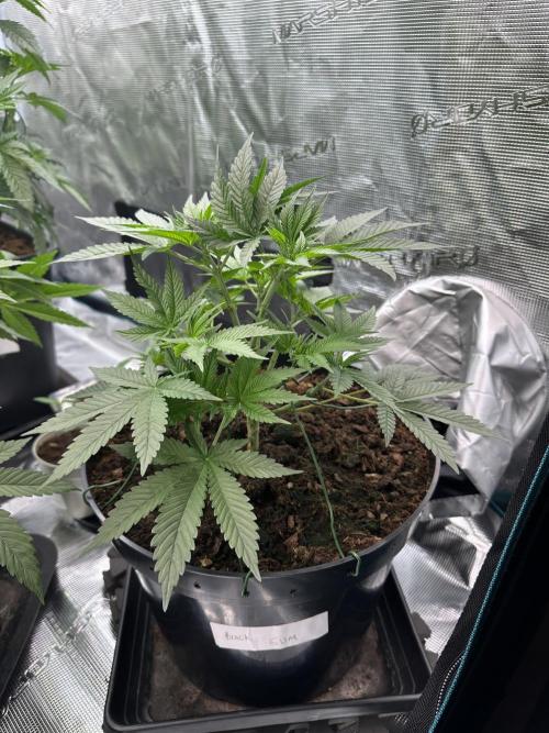 Black Gum 2026. Week 5 - Week 5 Veg - day 41