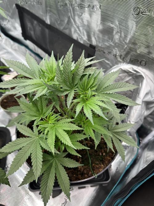Black Gum 2026. Week 5 - Week 5 Veg - day 41