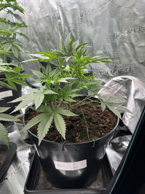 Black Gum 2026. Week 5 - Week 5 Veg - day 41