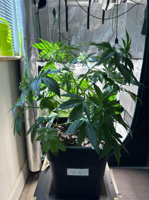 Lemon Tree 2026. Week 5 - Week 5 Veg - day 41