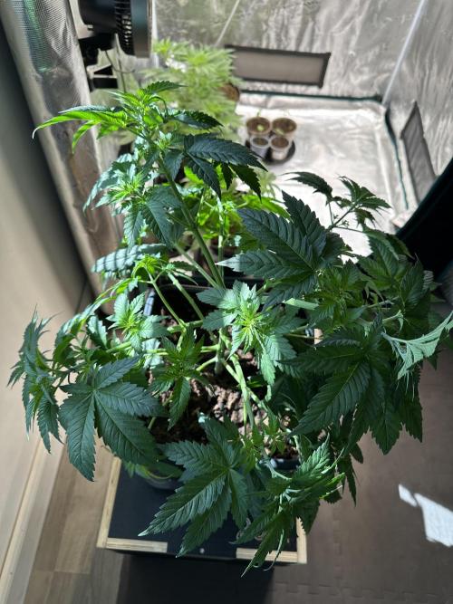 Lemon Tree 2026. Week 5 - Week 5 Veg - day 41
