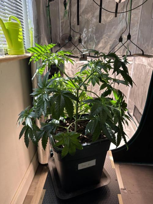 Lemon Tree 2026. Week 5 - Week 5 Veg - day 41