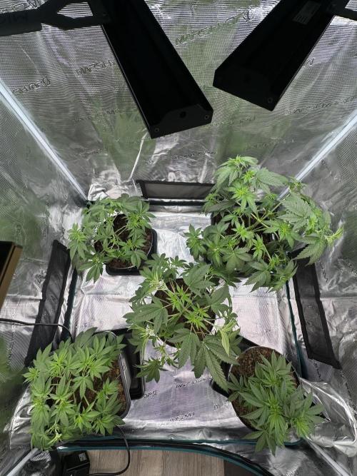 Lemon Tree 2026. Week 5 - Week 5 Veg - day 41