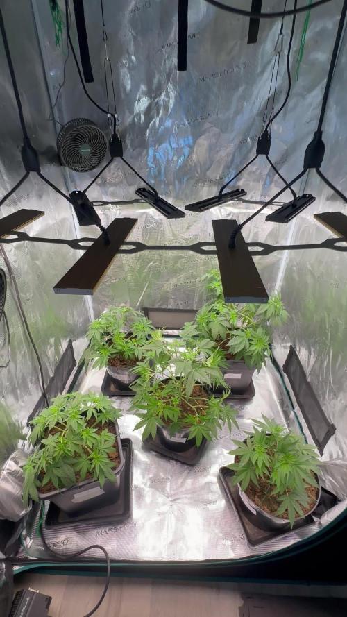 Lemon Tree 2026