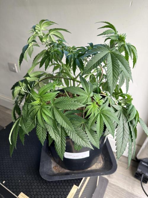 Lemon Cherry Pie 2026. Week 6 - Week 5 Veg - day 45