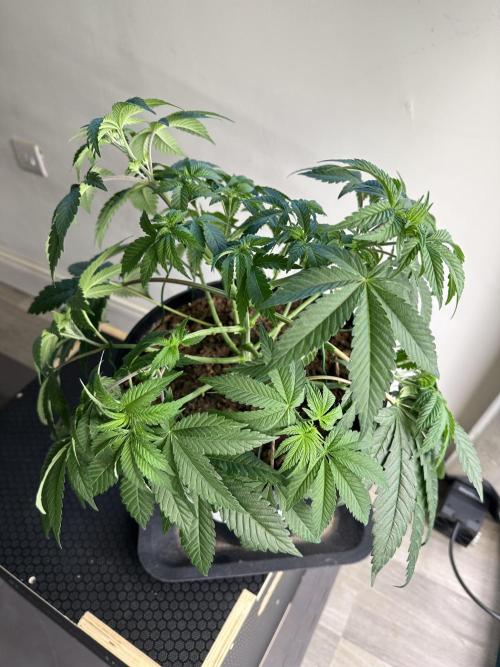 Lemon Cherry Pie 2026. Week 6 - Week 5 Veg - day 45