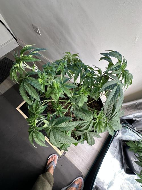 Lemon Cherry Pie 2026. Week 6 - Week 5 Veg - day 45