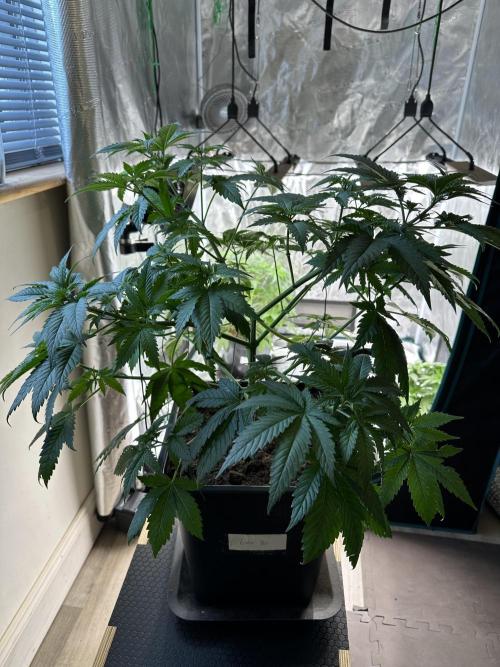 Lemon Tree 2026. Week 6 - Week 5 Veg - Day 45