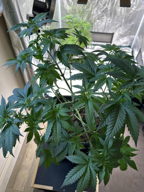 Lemon Tree 2026. Week 6 - Week 5 Veg - Day 45