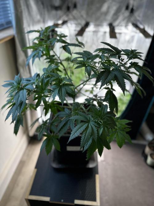 Lemon Tree 2026. Week 6 - Week 5 Veg - Day 45