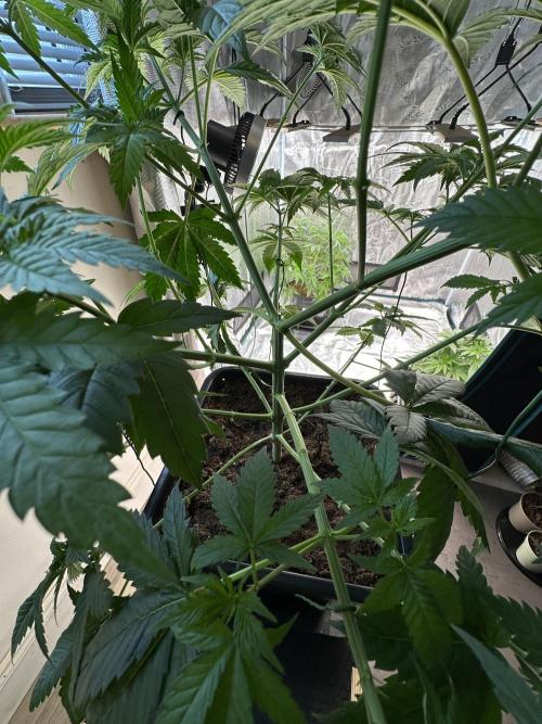 Lemon Tree 2026. Week 6 - Week 5 Veg - Day 45