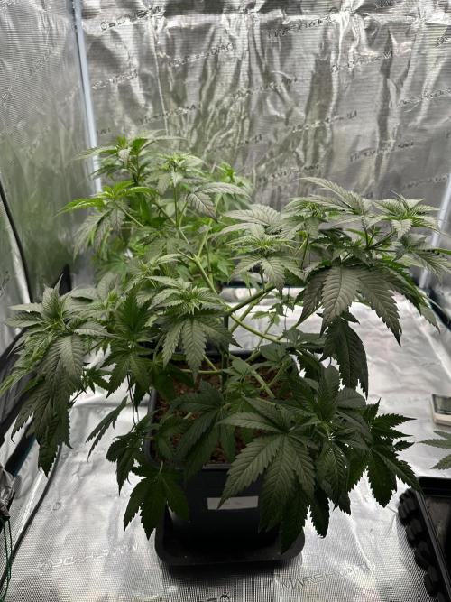 Lemon Tree. Week 6
