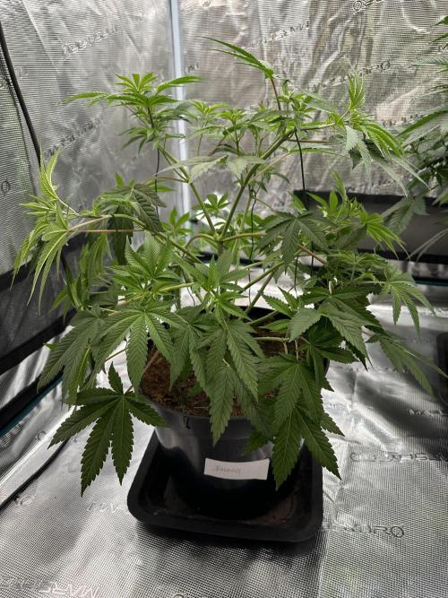 Jealousy 2026. Week 6 - Week 5 Veg - day 45
