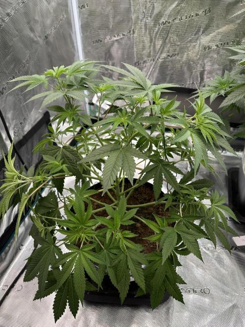 Jealousy 2026. Week 6 - Week 5 Veg - day 45

