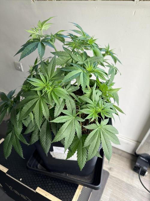 Apple blossom 2026. Week 6 - Week 6 Veg - day 45
I keep doing lst and a slight defoliation in order to better