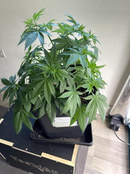 Apple blossom 2026. Week 6 - Week 6 Veg - day 45
I keep doing lst and a slight defoliation in order to better