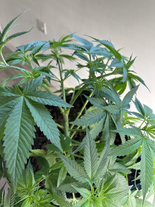Apple blossom 2026. Week 6 - Week 6 Veg - day 45
I keep doing lst and a slight defoliation in order to better