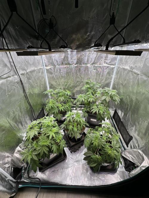 Apple blossom 2026. Week 6 - Week 6 Veg - day 45
I keep doing lst and a slight defoliation in order to better