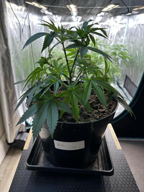 Black Gum 2026. Week 6 - Week 6 Veg - day 45
