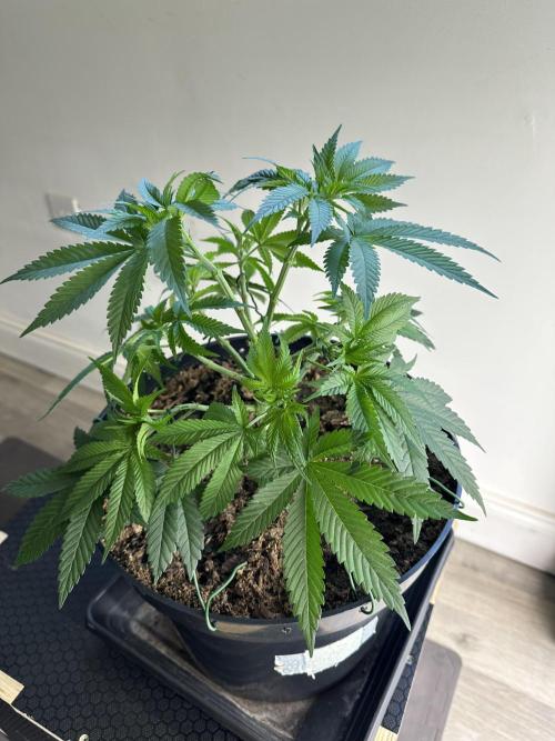 Black Gum 2026. Week 6 - Week 6 Veg - day 45
