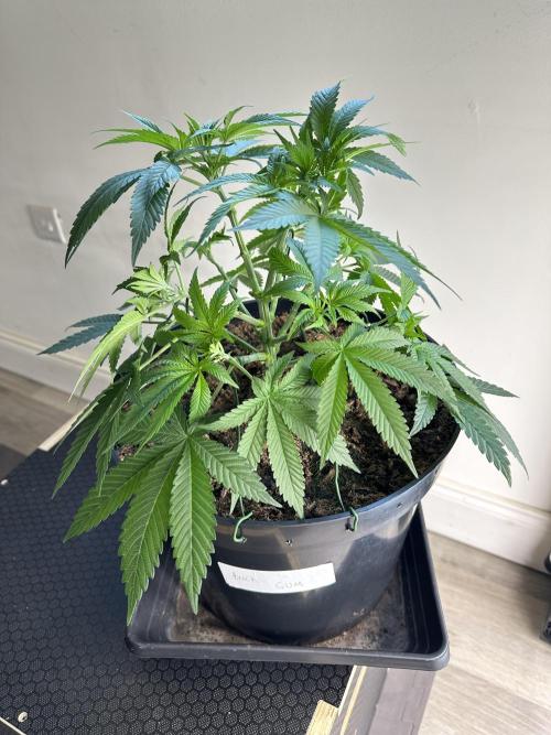 Black Gum 2026. Week 6 - Week 6 Veg - day 45
I keep doing lst and a slight defoliation in order to better