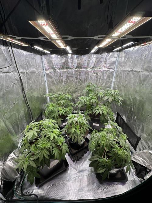 Black Gum 2026. Week 6 - Week 6 Veg - day 45
Middle plant 