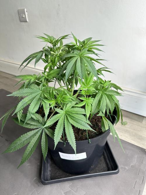 Black Gum 2026. Week 7 - Week 7 VEG - Day 53.