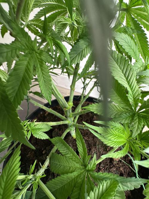 Black Gum 2026. Week 7 - Week 7 VEG - Day 53