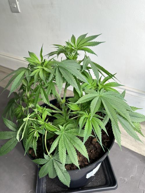 Black Gum 2026. Week 7 - Week 7 VEG - Day 53