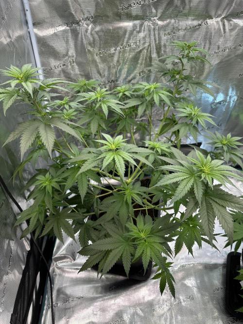 Lemon Tree 2026. Week 7 - Week 7 VEG - Day 53