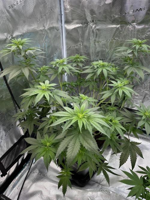 Lemon Tree 2026. Week 7 - Week 7 VEG - Day 53