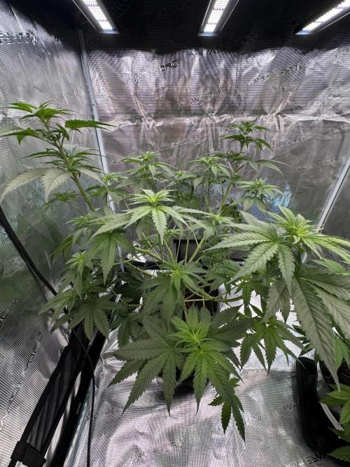 Lemon Tree 2026. Week 7 - Week 7 VEG - Day 53