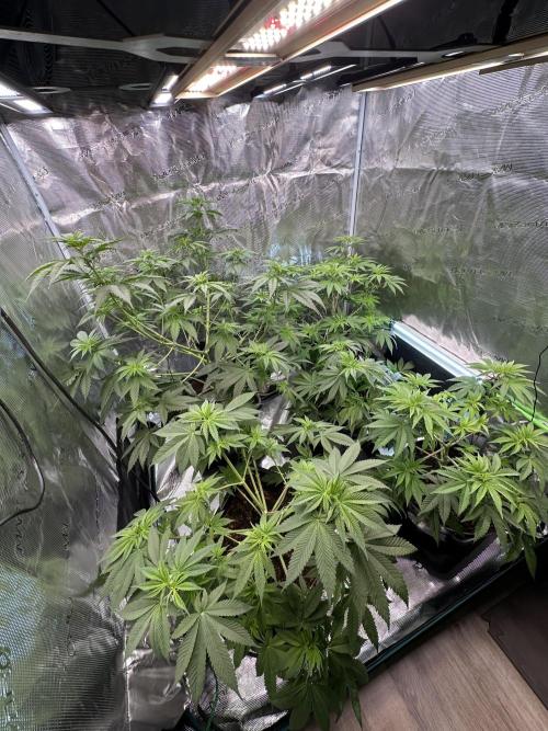 Apple blossom 2026. Week 7 - Week 7 VEG - Day 53

Plant is on the bottom left of the image