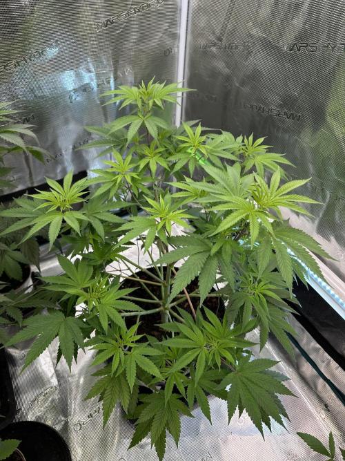 Jealousy 2026. Week 7 - Week 7 VEG - Day 53