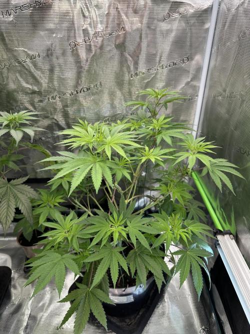 Jealousy 2026. Week 7 - Week 7 VEG - Day 53