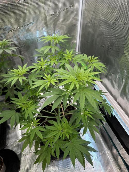Jealousy 2026. Week 7 - Week 7 VEG - Day 53