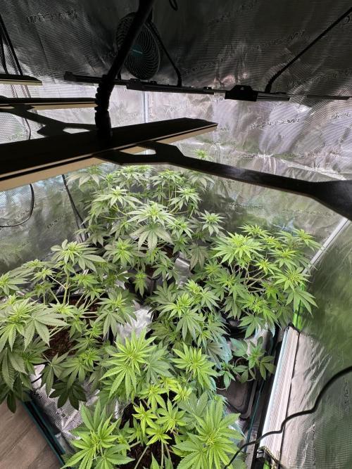 Lemon Cherry Pie 2026. Week 7 - Week 7 VEG - Day 53
Plant is on the bottom right of the image.