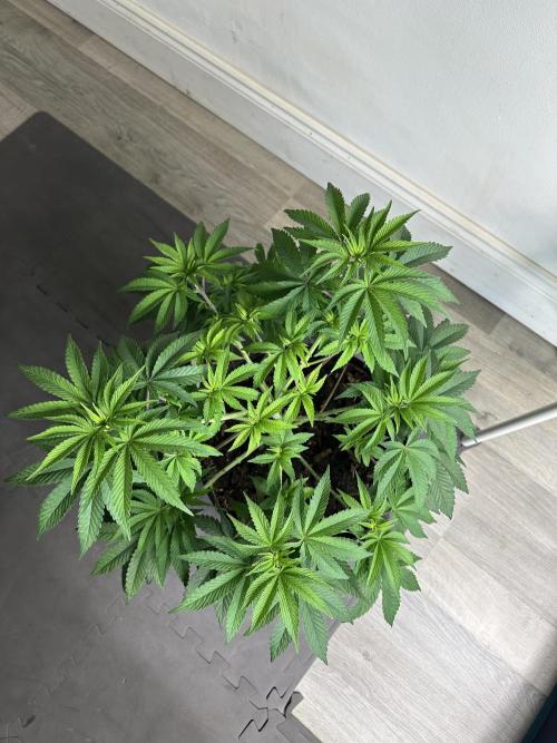 Lemon Cherry Pie 2026. Week 7 - Week 7 VEG - Day 53