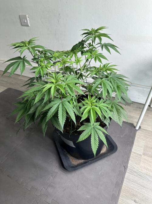 Lemon Cherry Pie 2026. Week 7 - Week 7 VEG - Day 53