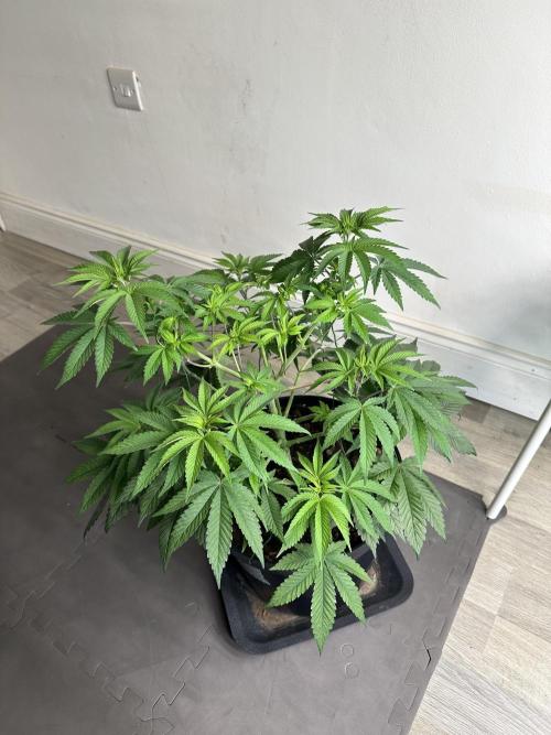Lemon Cherry Pie 2026. Week 7 - Week 7 VEG - Day 53