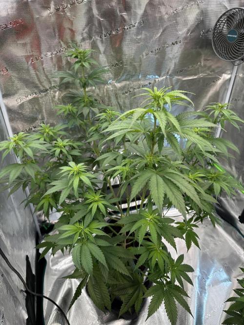 Lemon Tree 2026. Week 8 - Week 1 flowering - Day 5 of flowering & Day 61 of life