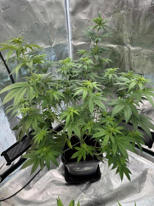 Lemon Tree 2026. Week 8 - Week 1 flowering - Day 5 of flowering & Day 61 of life