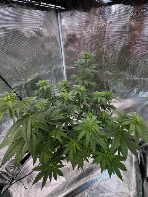 Lemon Tree 2026. Week 8 - Week 1 flowering - Day 5 of flowering & Day 61 of life