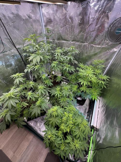 Jealousy 2026. Week 8 - Week 1 flowering - Day 5 of flowering & Day 61 of life